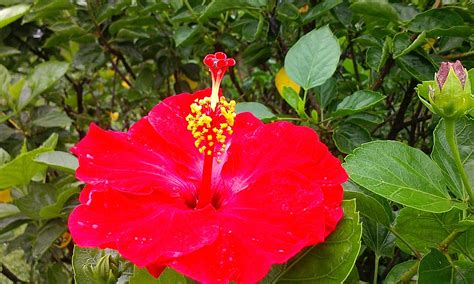 芙蓉盆栽|袁晓辉 Rita : 朱槿 Hibiscus (芙蓉/扶桑/大紅花)